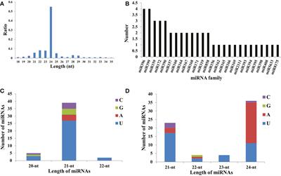 Whole-transcriptome analyses identify key differentially expressed mRNAs, lncRNAs, and miRNAs associated with male sterility in watermelon